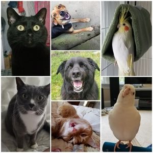 🐾 Please Read 🐾